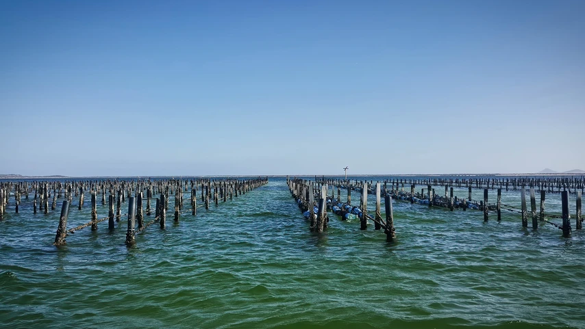 Oyster Farm